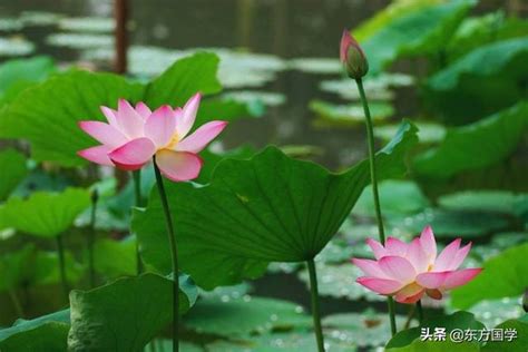 蓮花意思